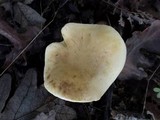 Tricholoma sulphureum image