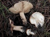 Tricholoma pessundatum image