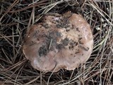 Tricholoma pessundatum image