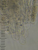 Entoloma melanocephalum image