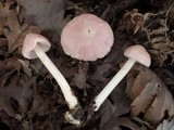 Mycena rosea image