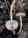 Mycena rosea image