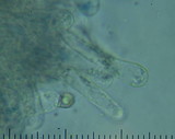 Entoloma melanocephalum image