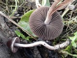 Psathyrella bipellis image