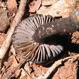 Neohygrocybe subovina image