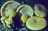 Lactarius aspideoides image