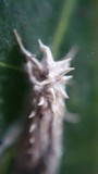 Cordyceps tuberculata image