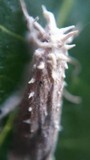 Cordyceps tuberculata image
