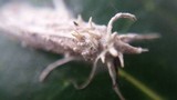Cordyceps tuberculata image