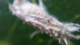 Cordyceps tuberculata image