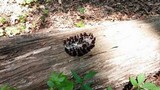 Stemonitis fusca image