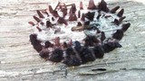 Stemonitis fusca image