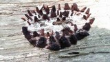 Stemonitis fusca image