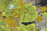 Pleopsidium flavum image