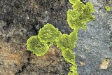 Pleopsidium flavum image