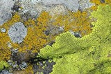 Pleopsidium flavum image