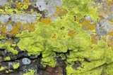 Pleopsidium flavum image