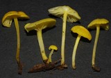 Hygrocybe julietae image