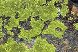 Pleopsidium flavum image
