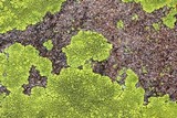 Pleopsidium flavum image