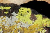 Pleopsidium flavum image