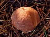 Suillus lakei image