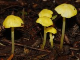 Hygrocybe julietae image