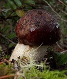 Leccinum manzanitae image
