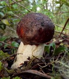 Leccinum manzanitae image