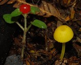 Hygrocybe julietae image