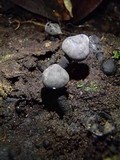 Phylacia poculiformis image