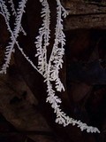 Brunneocorticium corynecarpon image