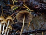 Psilocybe pelliculosa image