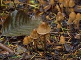 Psilocybe pelliculosa image