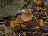 Psilocybe pelliculosa image