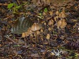 Psilocybe pelliculosa image