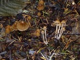 Psilocybe pelliculosa image