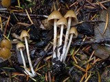Psilocybe pelliculosa image