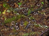 Tricholoma terreum image