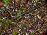 Tricholoma terreum image