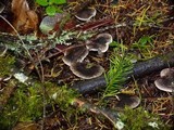 Tricholoma terreum image