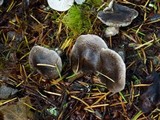 Tricholoma terreum image