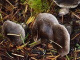 Tricholoma terreum image
