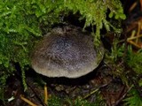 Tricholoma terreum image