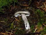 Tricholoma terreum image