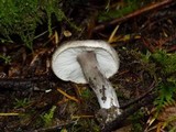 Tricholoma terreum image