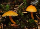 Hygrocybe blanda image