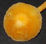 Hygrocybe blanda image