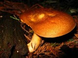 Tricholomopsis rutilans image