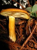 Tricholomopsis rutilans image